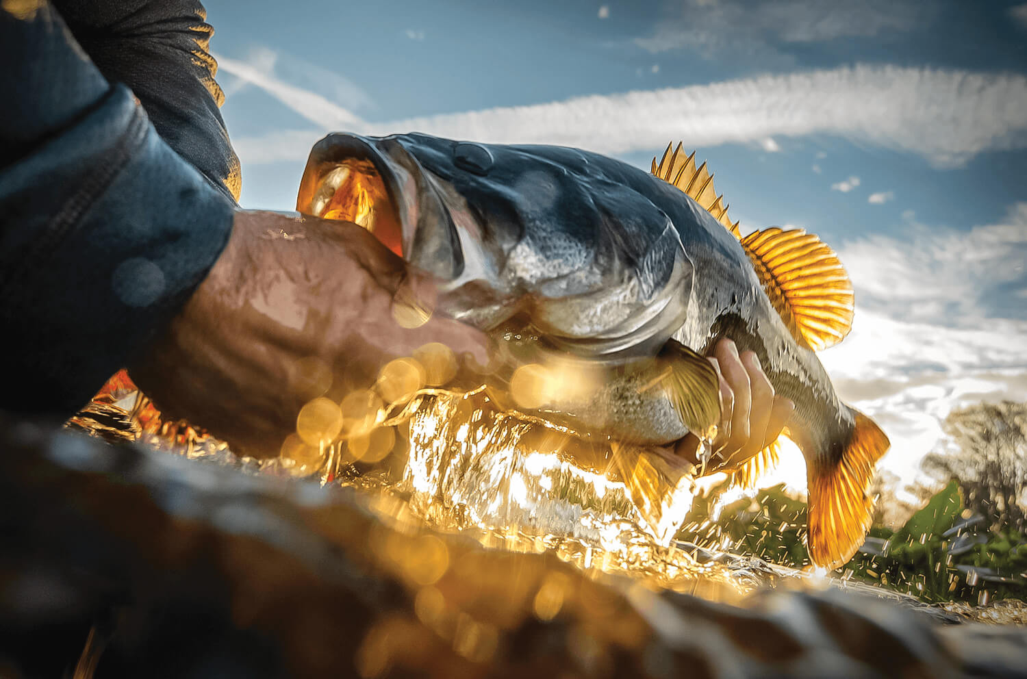 minn-kota-trophy-fish